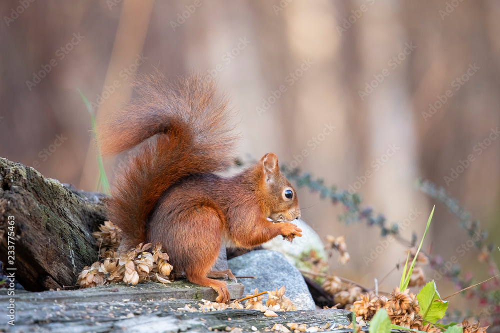 Squirrel, Sciurus vulgaris Squirrel, Sciurus vulgaris