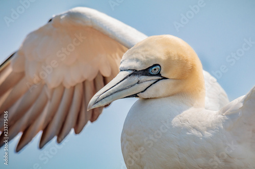 Northern gannet sunbathing