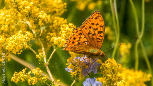Fotografija Silver-washed fritillary butterfly macro on flower