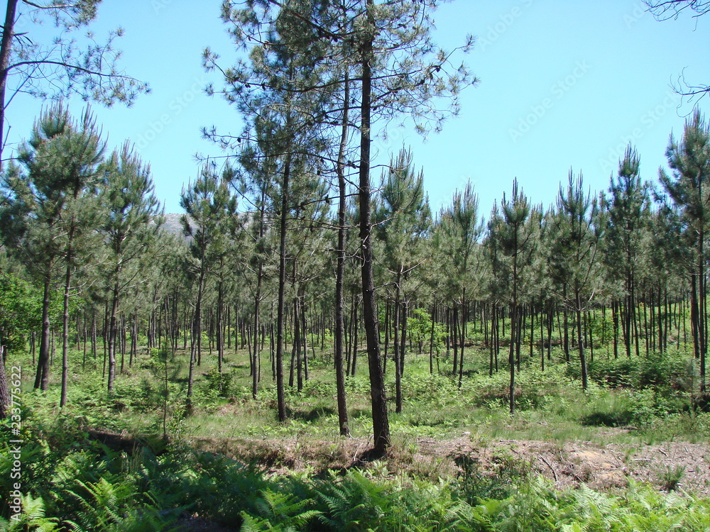 The young forest is so rare that it does not even allow you to escape from the sun under the shade of your trees. The young forest is so rare that it does not even allow you to escape from the sun under the shade of your trees.