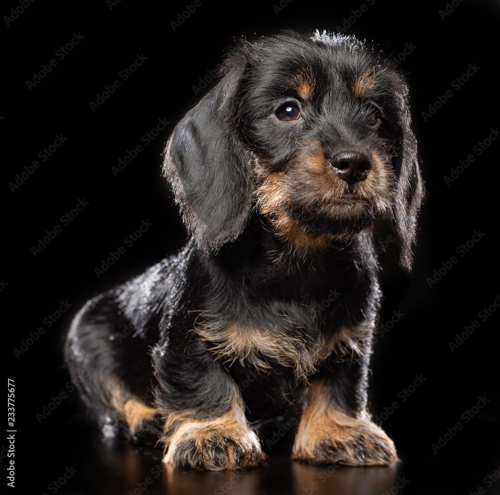Coarse dachshund puppy dog on Isolated Black Background in studio