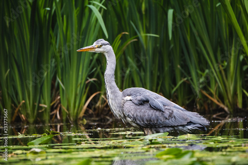 grey heron in natural habitat