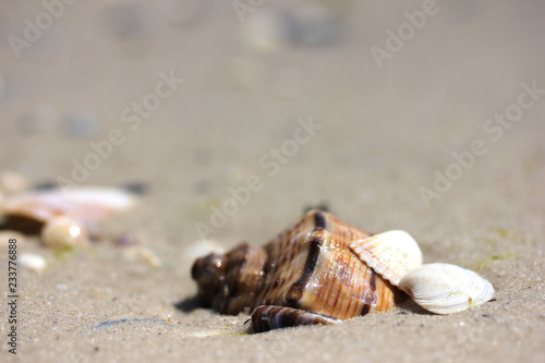 Sea vacations symbols: glossy brown stripy rapana and white seashells in the sand on the coast