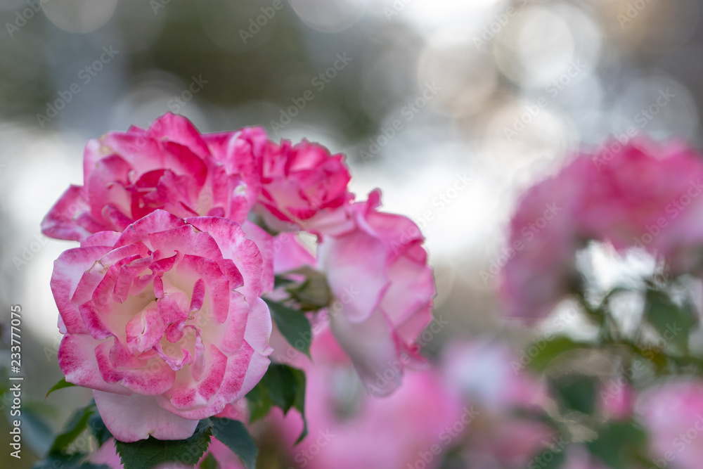 Pink Rose / Narashino City, Chiba Prefecture, Japan