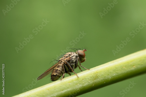 Close up photo of fly with red eyes