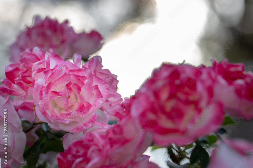 Fototapeta premium Pink Rose / Narashino City, Chiba Prefecture, Japan