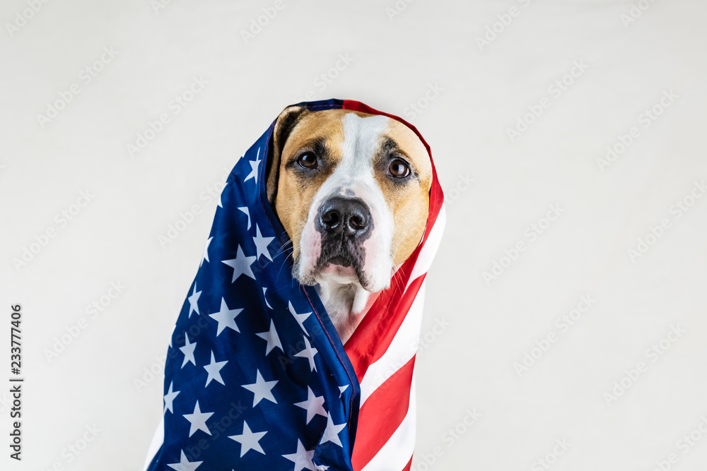 American patriotic dog concept. Funny staffordshire terrier wrapped in USA flag in studio background Stock Photo | Adobe Stock American patriotic dog concept. Funny staffordshire terrier wrapped in USA flag in studio background Stock Photo | Adobe Stock
