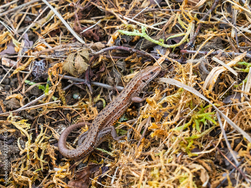 Common lizard (Lacerta Zootoca vivipara) basking