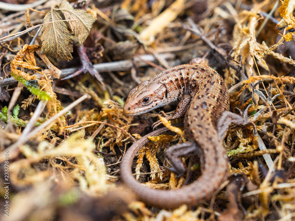 Fototapeta premium Common lizard (Lacerta Zootoca vivipara) basking