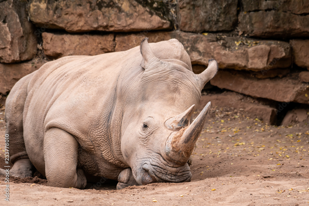 Obraz premium liegendes Nashorn 03