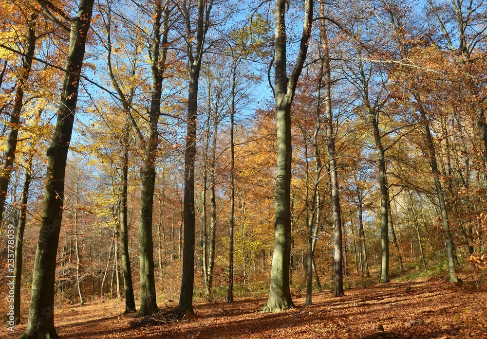 Obraz premium Leuchtend bunter Herbstwald - Herbstlandschaft - Herbstsonne - Herbstspaziergang 