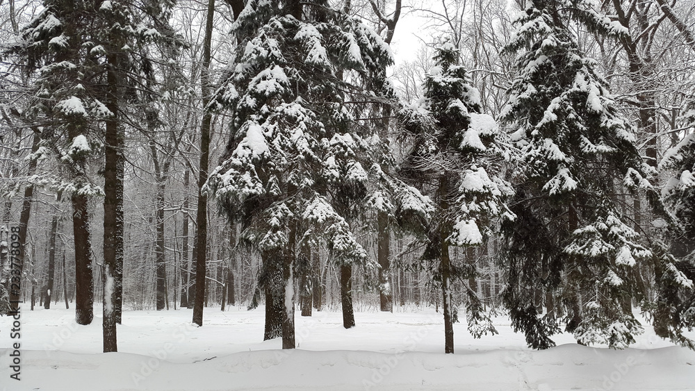 snow in park in Kharkiv - winter in Ukraine snow in park in Kharkiv - winter in Ukraine