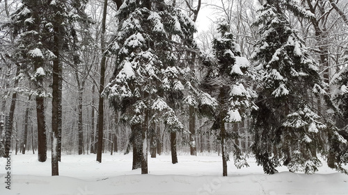Wallpaper Mural snow in park in Kharkiv - winter in Ukraine Torontodigital.ca