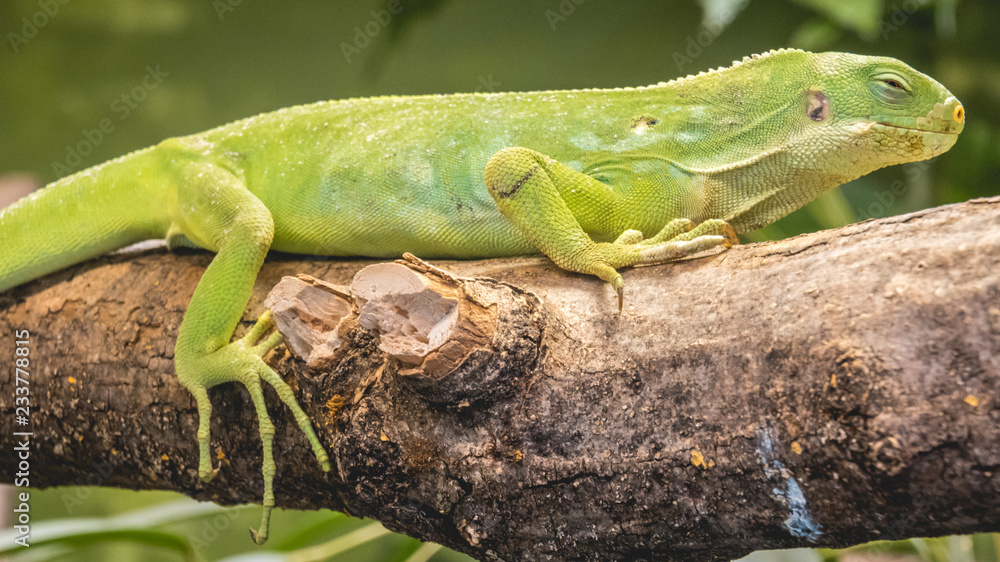 Fototapeta premium Green reptile on a branch