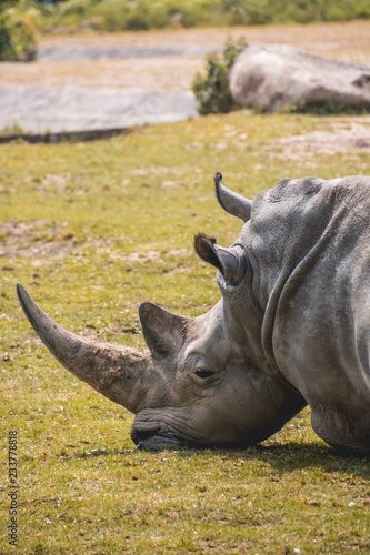 Rhinoceros lying in the grass