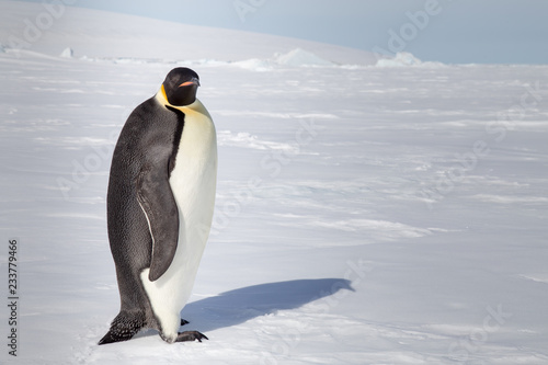 Emperor penguin in antarctica