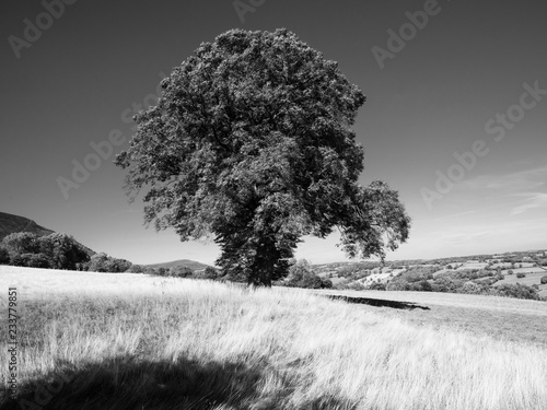 Oak under the hill: Magnificent mature oak set in a classic English pasture
