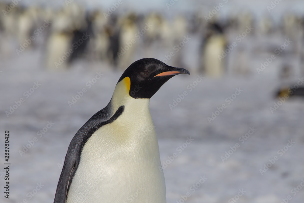 Obraz premium Emperor penguin in antarctica
