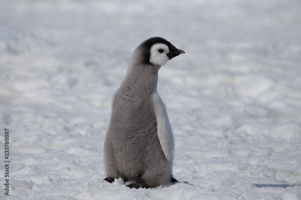 Fototapeta premium Emperor penguin chick in Antarctica