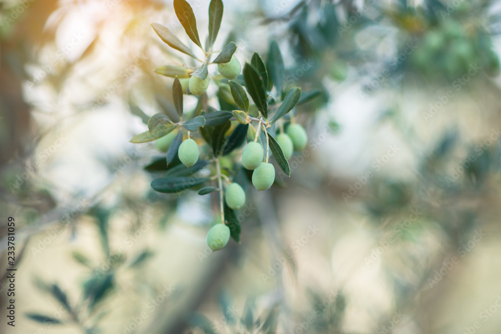 Olive trees in sunny evening. Olive trees garden. Mediterranean olive field ready for harvest. Italian olive's grove with ripe fresh olives. Fresh olives. Olive farm. Olive trees in sunny evening. Olive trees garden. Mediterranean olive field ready for harvest. Italian olive's grove with ripe fresh olives. Fresh olives. Olive farm.