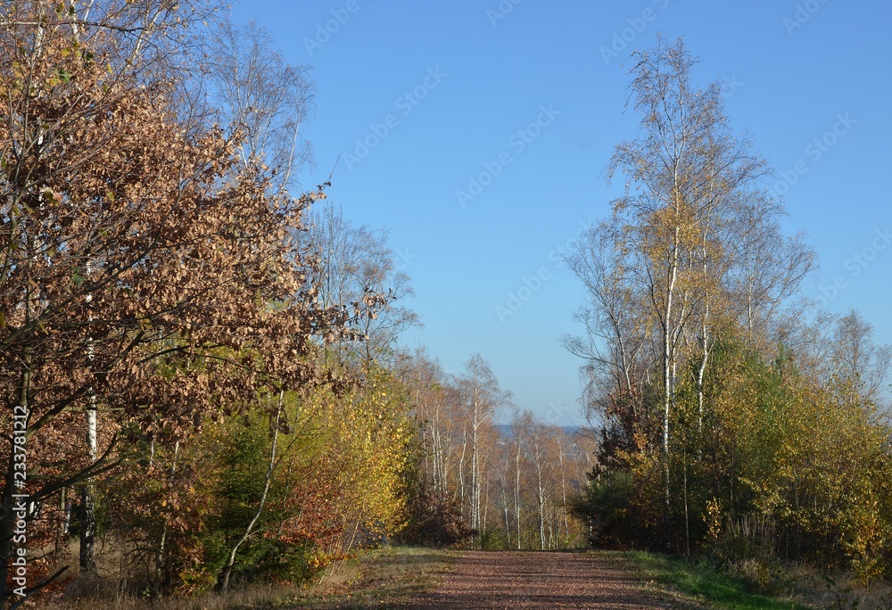 Fototapeta premium Herbstlandschaft im November im Erzgebirge
