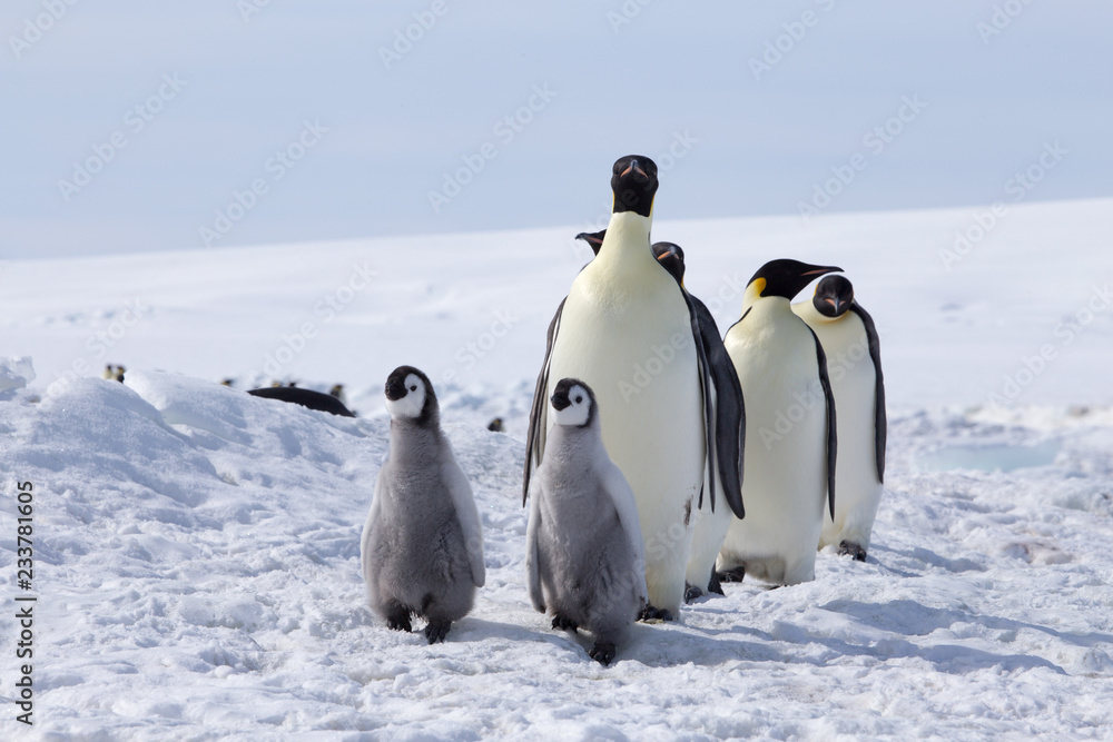Fototapeta premium Emperor penguin chicks in antarctica