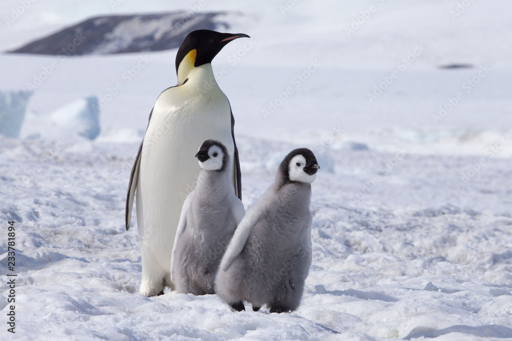 Fototapeta premium Emperor penguin chicks in antarctica