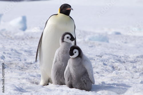 Emperor penguin chicks in antarctica