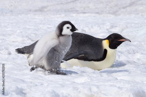 Emperor penguin chick in antarctica