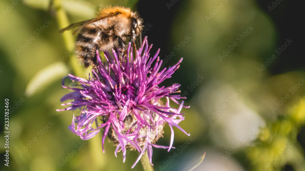 Macro of bumblebee on flower Macro of bumblebee on flower