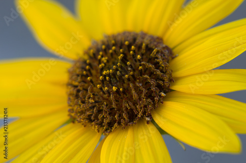 Close up of yellow daisy