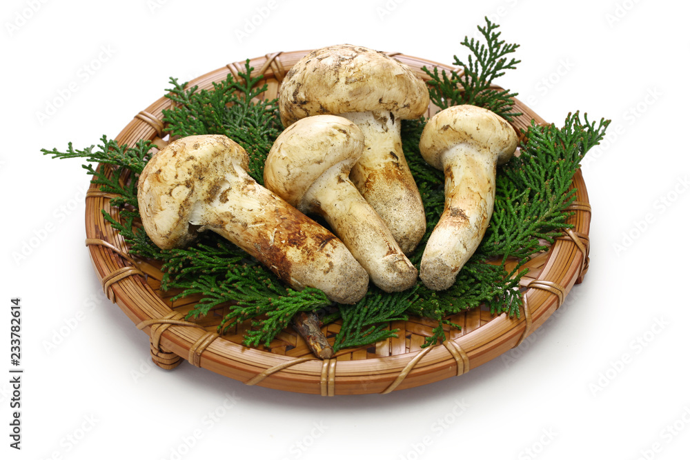 matsutake mushroom isolated on white background matsutake mushroom isolated on white background