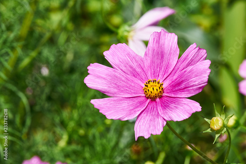 pinke blume mit bl  tenkelch  nahaufnahme