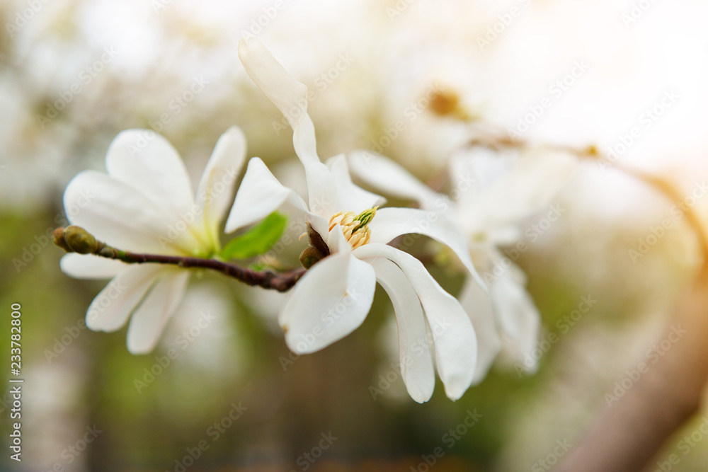 Fototapeta premium Magnolia blossoms. Blooming magnolia tree branch with large white flowers. Flowering.