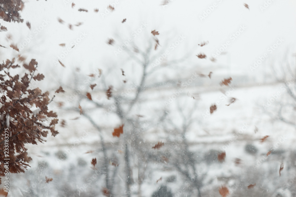 Falling leaves blown off a tree by an autumn wind, mixed with snow flurries