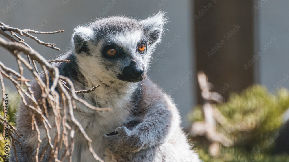 Obraz premium Ring-tailed lemur portrait
