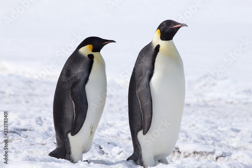 Emperor penguins in Antarctica © robert