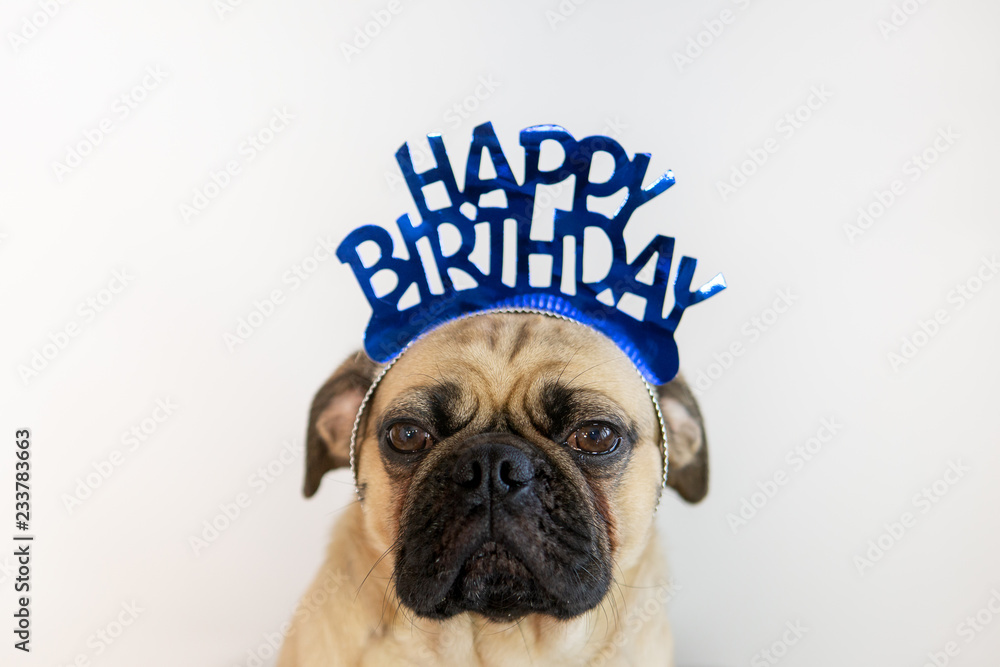 Pug with birthday hat clearance