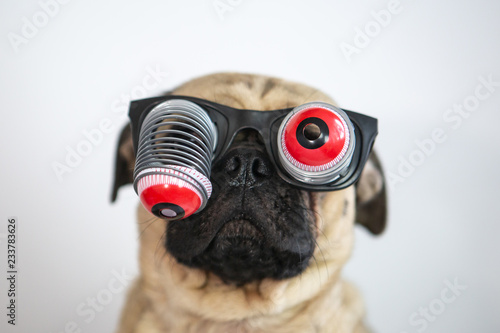 Cute & fully pug wearing joke glasses with funny eyes