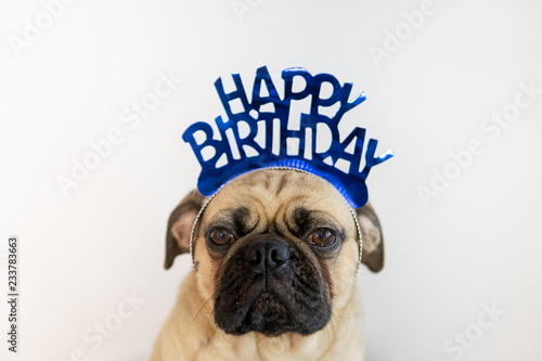 Canvas Print Cute pug dog wearing a blue Happy Birthday hat