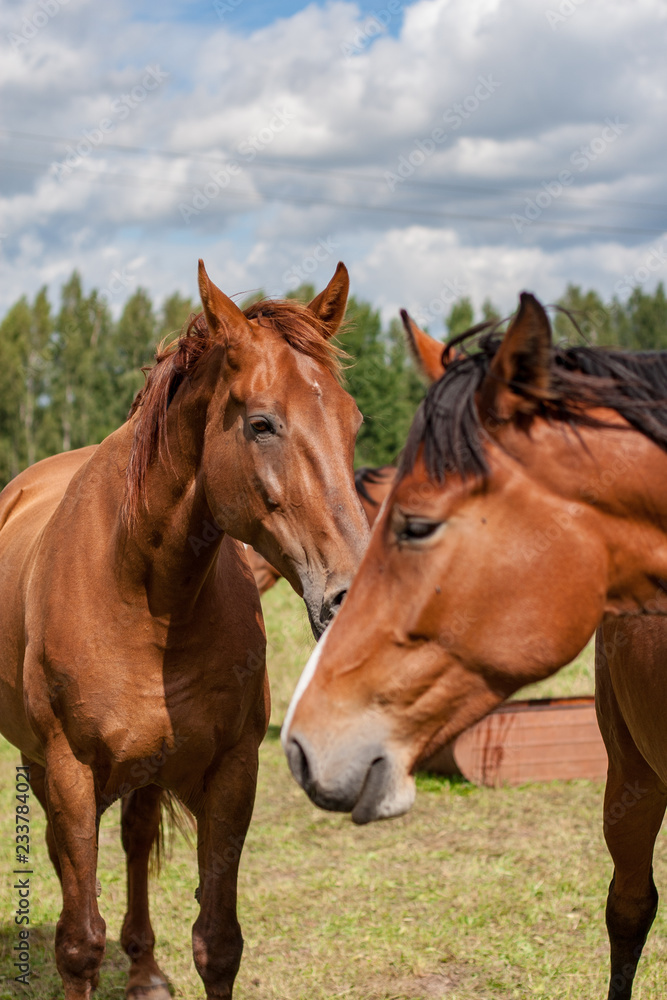 wild horses close up feeding in the green meadow