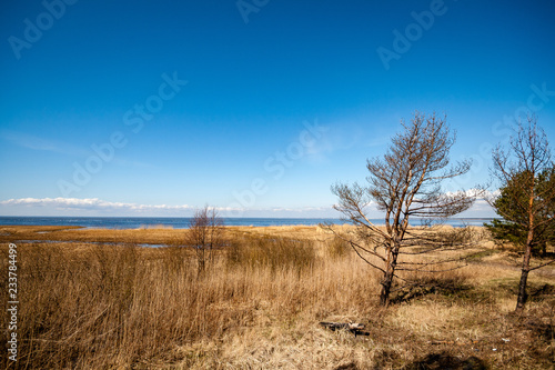 rocky coastline in Finland with few pine trees