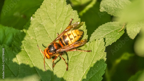 Macro of hornet on leaf
