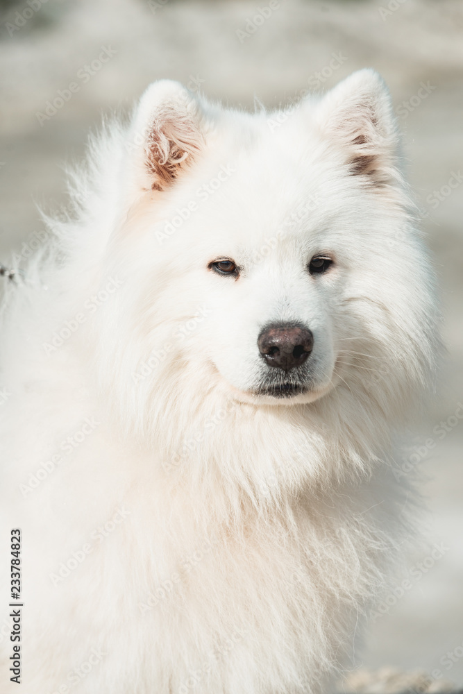 white samoed dog. sand on a background