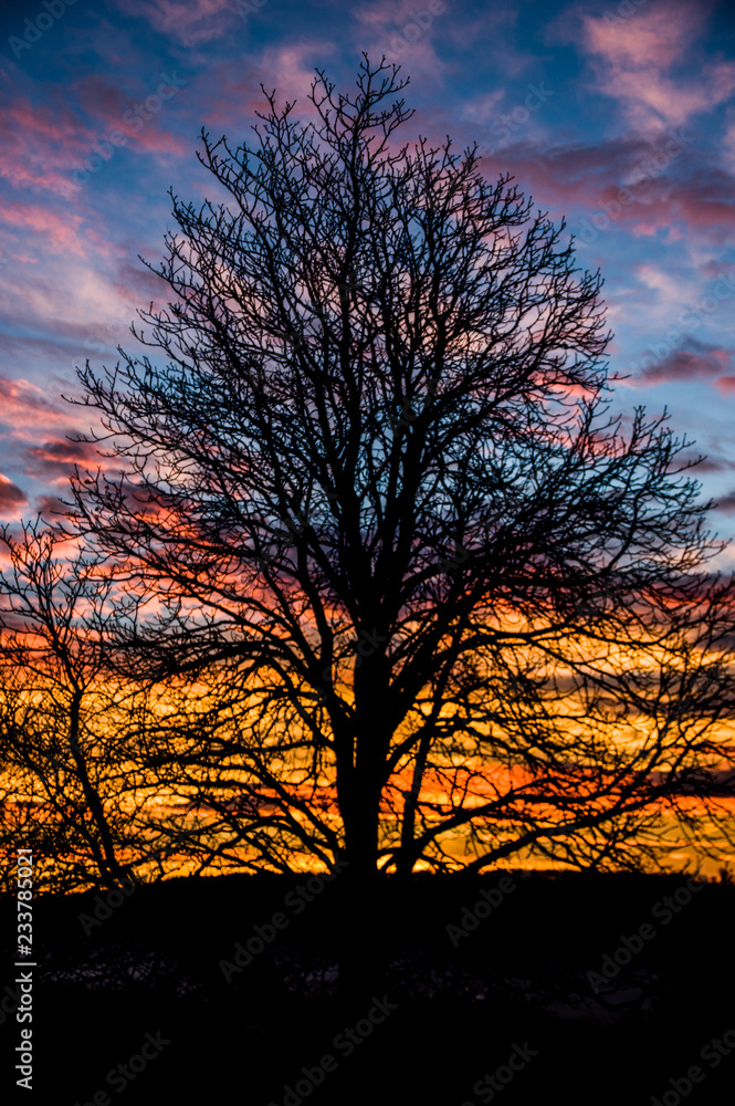 Tree in Bavaria (Altmühltal)