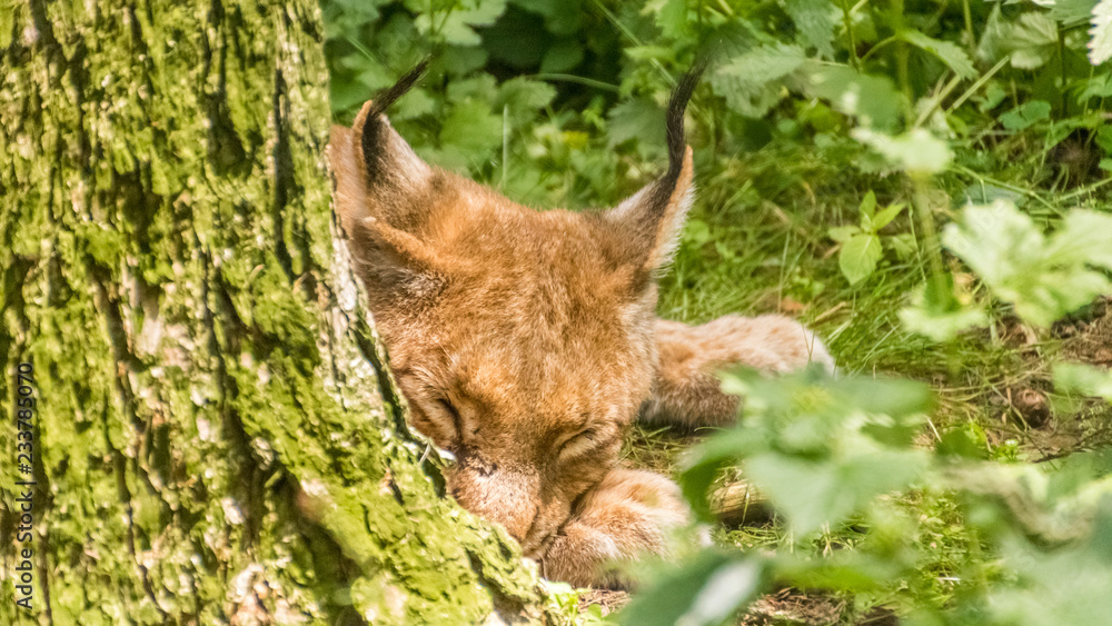 Lynx resting behind a tree