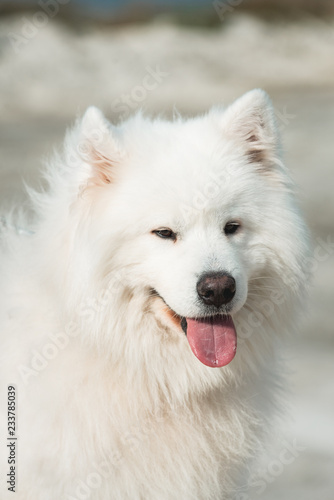 white samoed dog. sand on a background