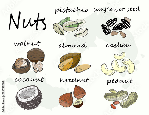 Hand drawn various nuts and seed. Colored graphic vector set. All elements are isolated