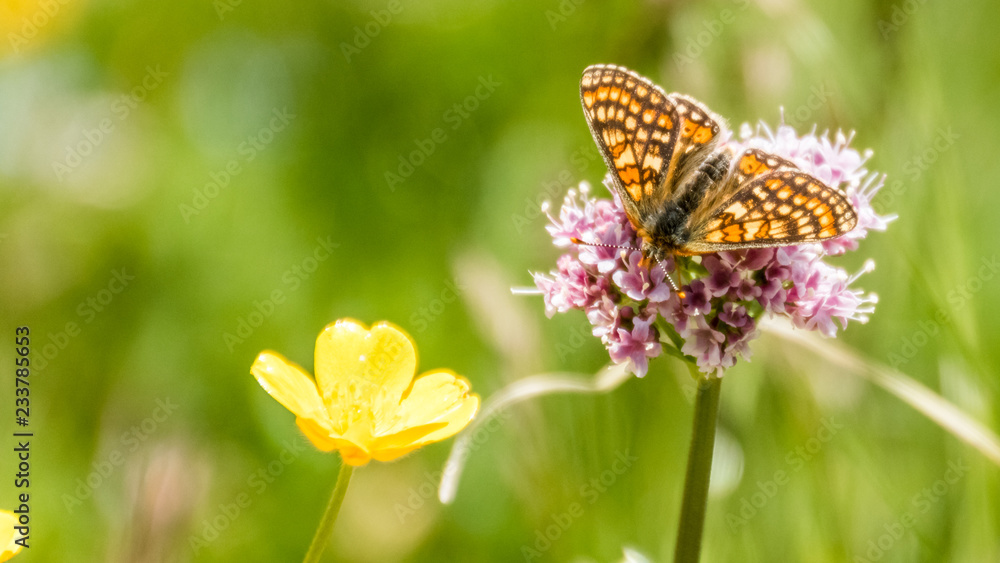 Map butterfly macro on flower Map butterfly macro on flower