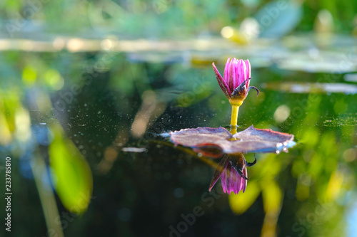 Obraz w ramie Lotus Flower
